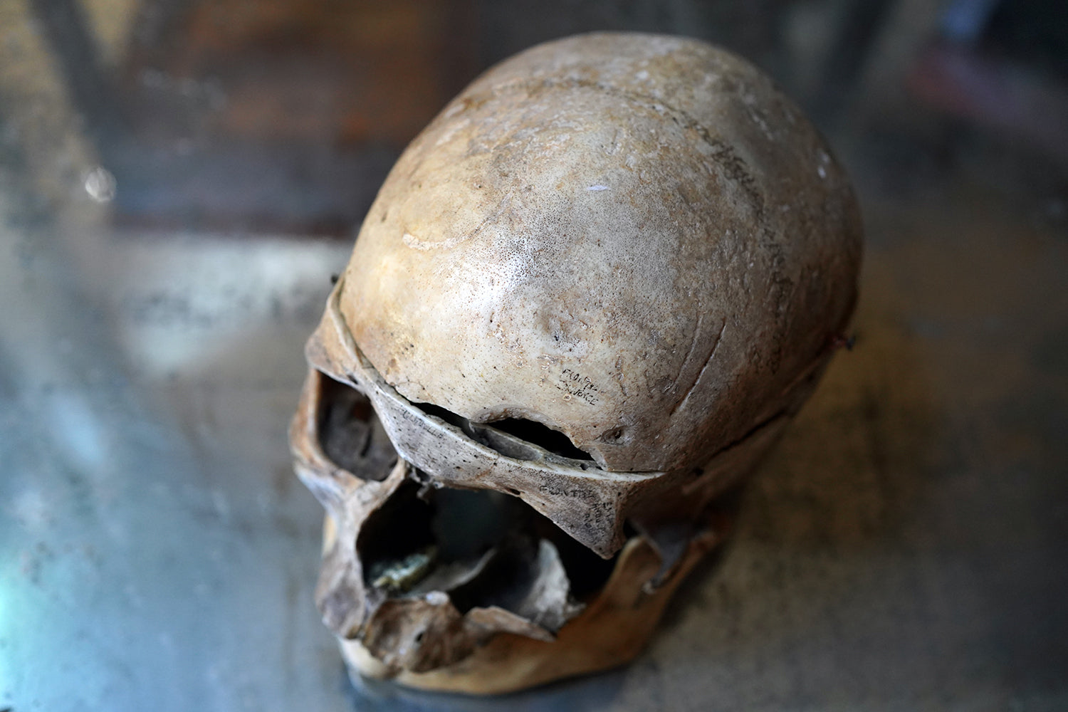 A 19thC Human Skull Inscribed for Phrenological Demonstration
