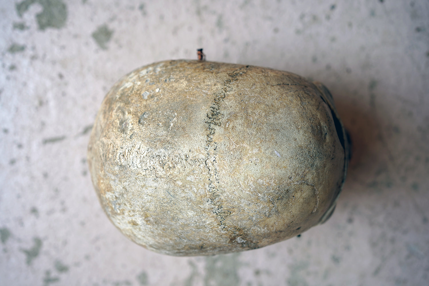 A 19thC Human Skull Inscribed for Phrenological Demonstration