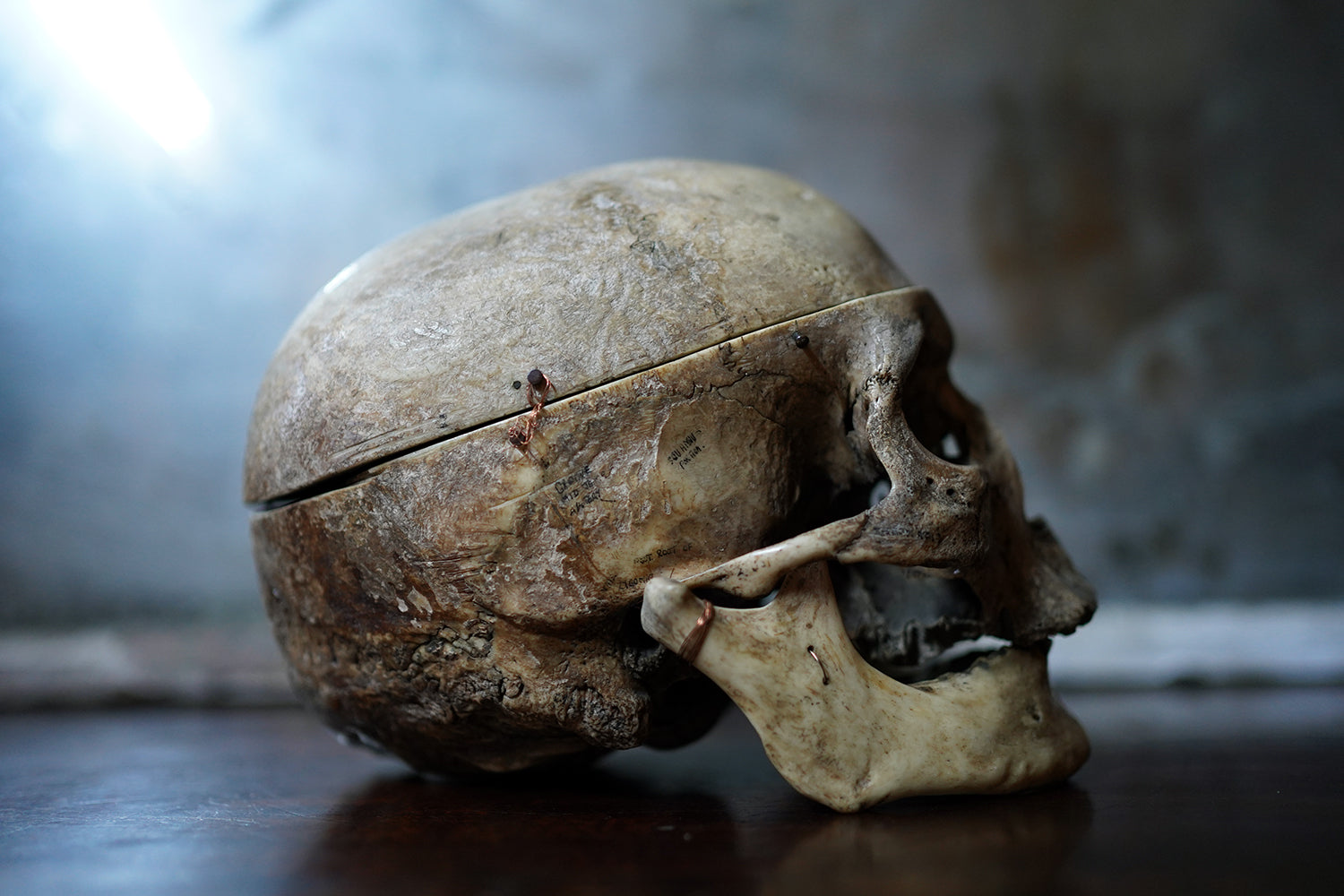 A 19thC Human Skull Inscribed for Phrenological Demonstration