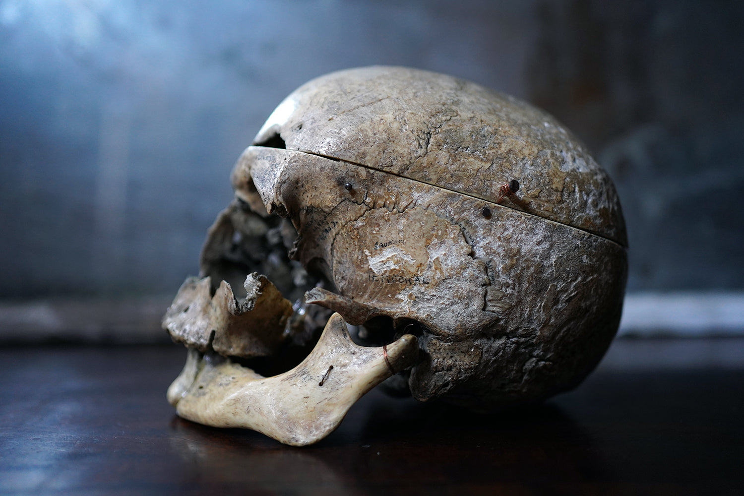 A 19thC Human Skull Inscribed for Phrenological Demonstration
