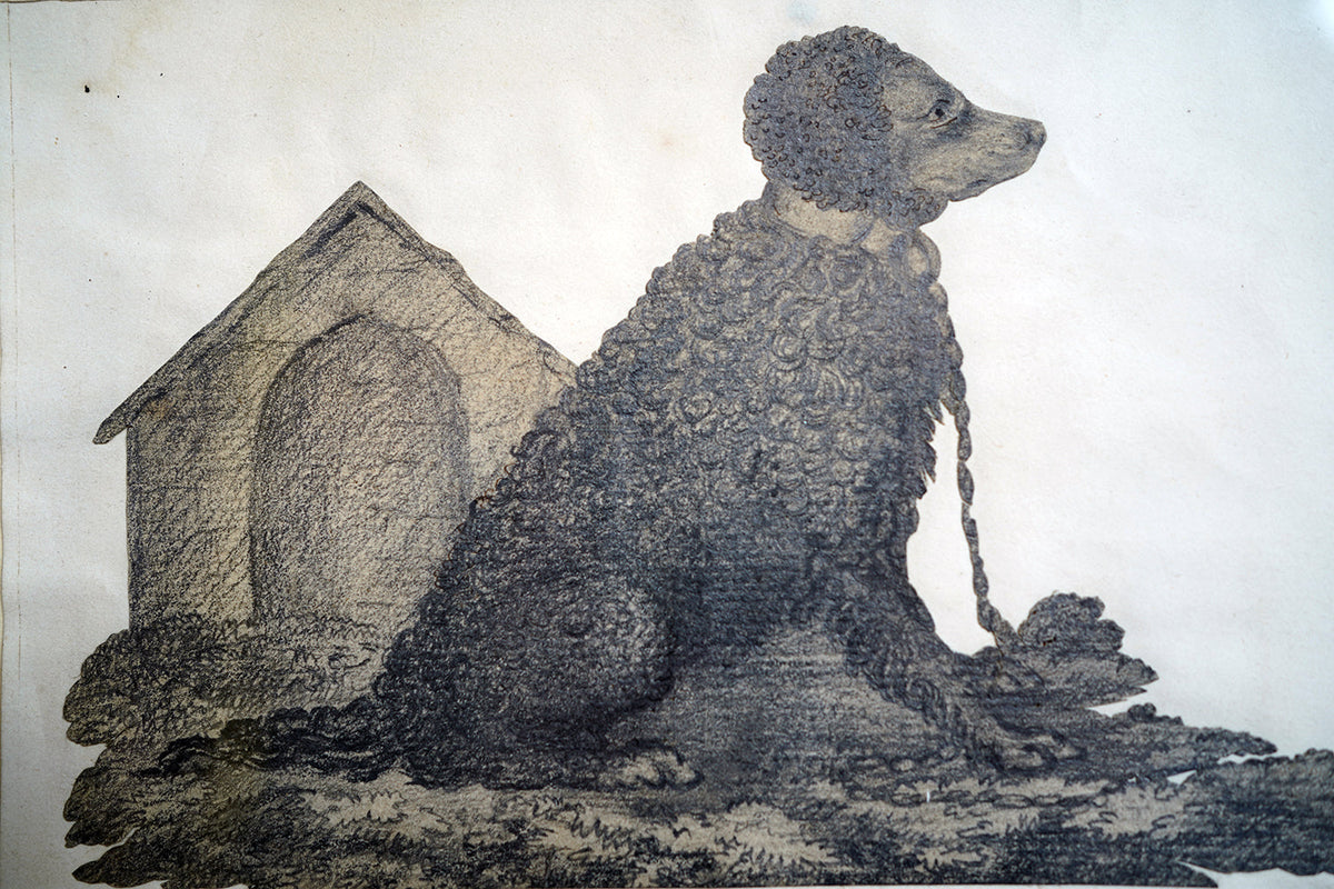 A 19thC Cut-Out Pencil & Ink Study of an Irish Water Dog; 'Sweep'