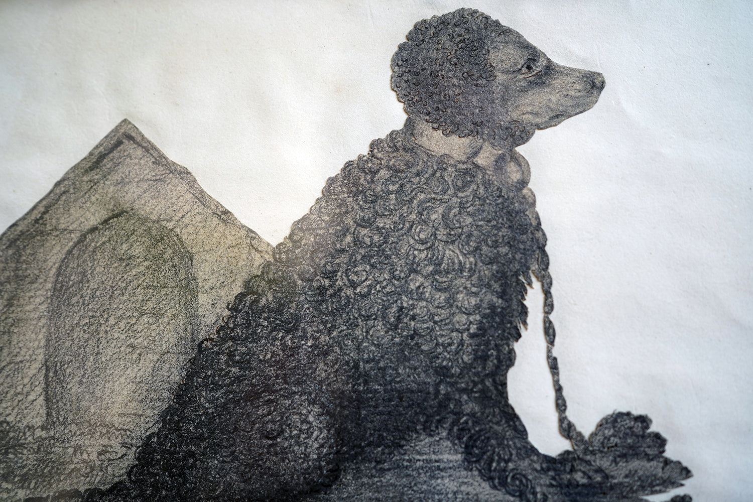 A 19thC Cut-Out Pencil & Ink Study of an Irish Water Dog; 'Sweep'