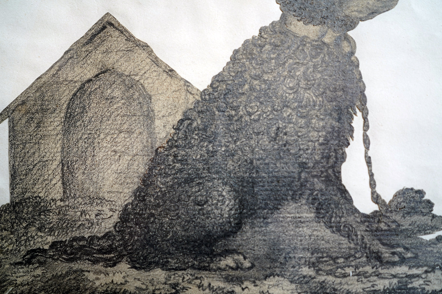 A 19thC Cut-Out Pencil & Ink Study of an Irish Water Dog; 'Sweep'