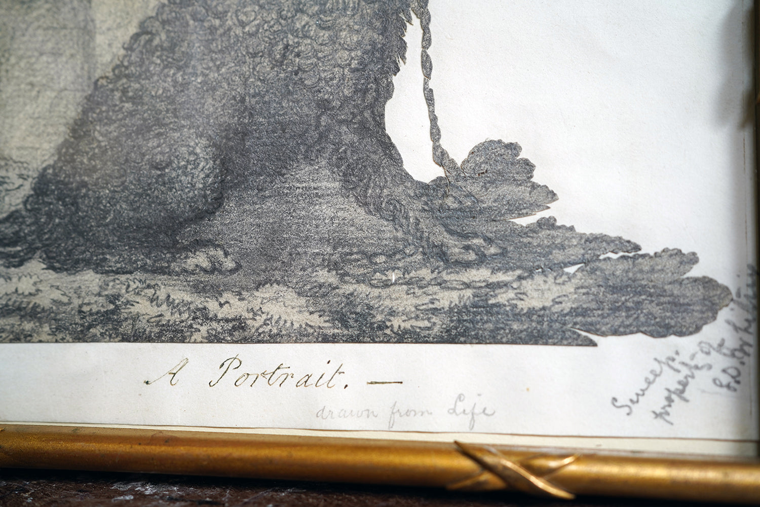 A 19thC Cut-Out Pencil & Ink Study of an Irish Water Dog; 'Sweep'