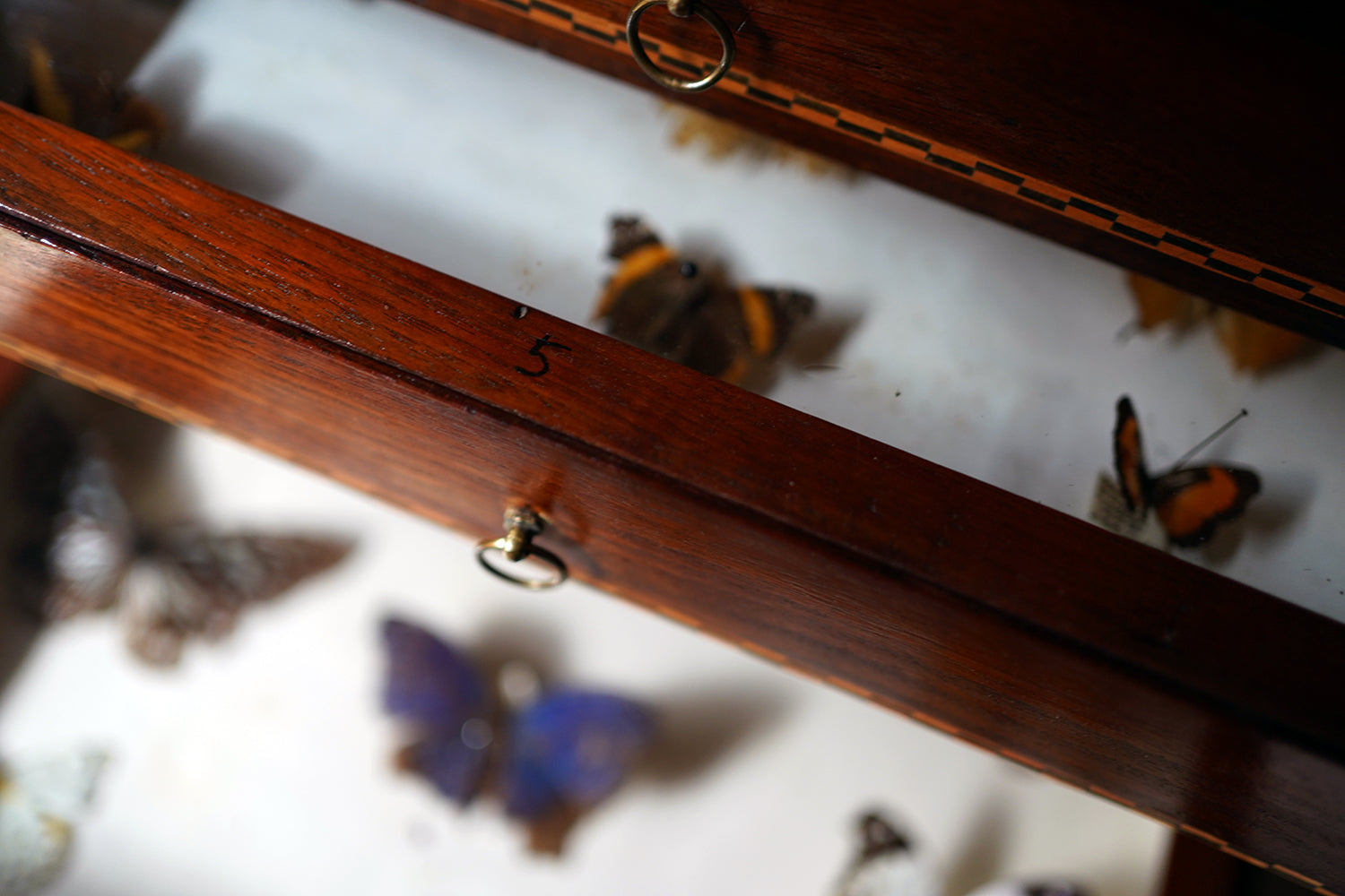 A Fine 24-Drawer Mahogany, Oak & Parquetry Inlaid Lepidopterist's Collector Cabinet c.1870