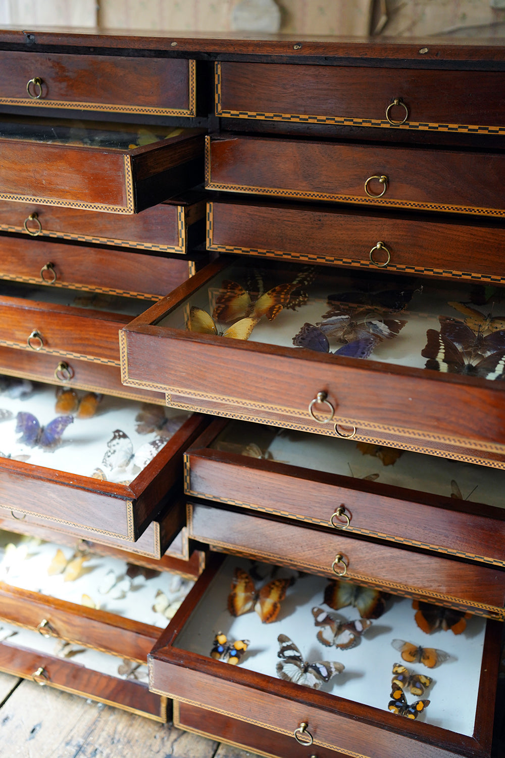 A Fine 24-Drawer Mahogany, Oak & Parquetry Inlaid Lepidopterist's Collector Cabinet c.1870