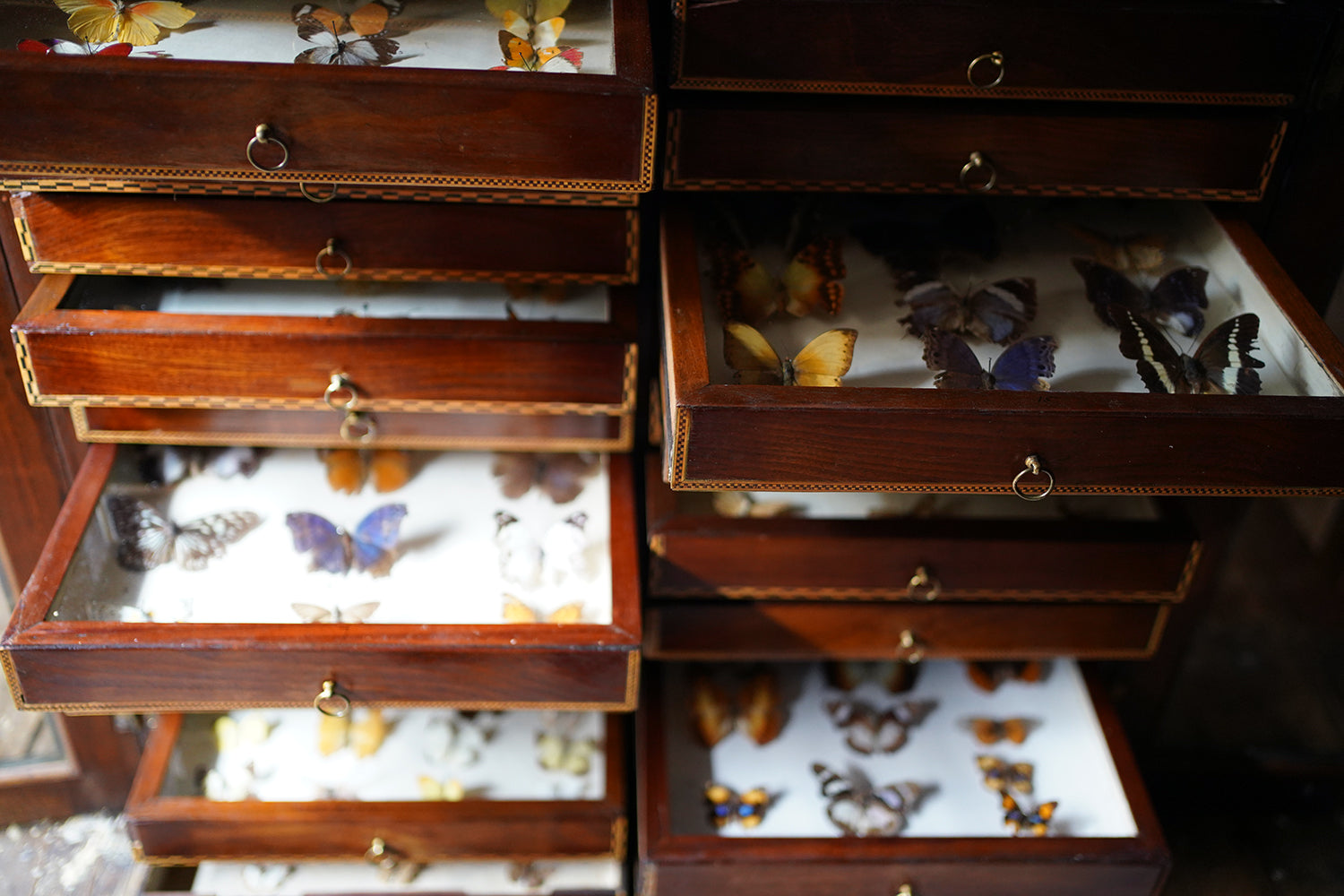 A Fine 24-Drawer Mahogany, Oak & Parquetry Inlaid Lepidopterist's Collector Cabinet c.1870