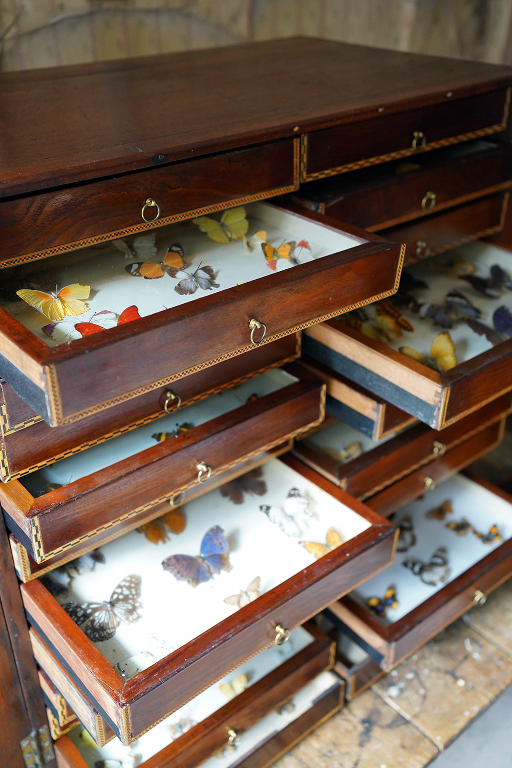 A Fine 24-Drawer Mahogany, Oak & Parquetry Inlaid Lepidopterist's Collector Cabinet c.1870