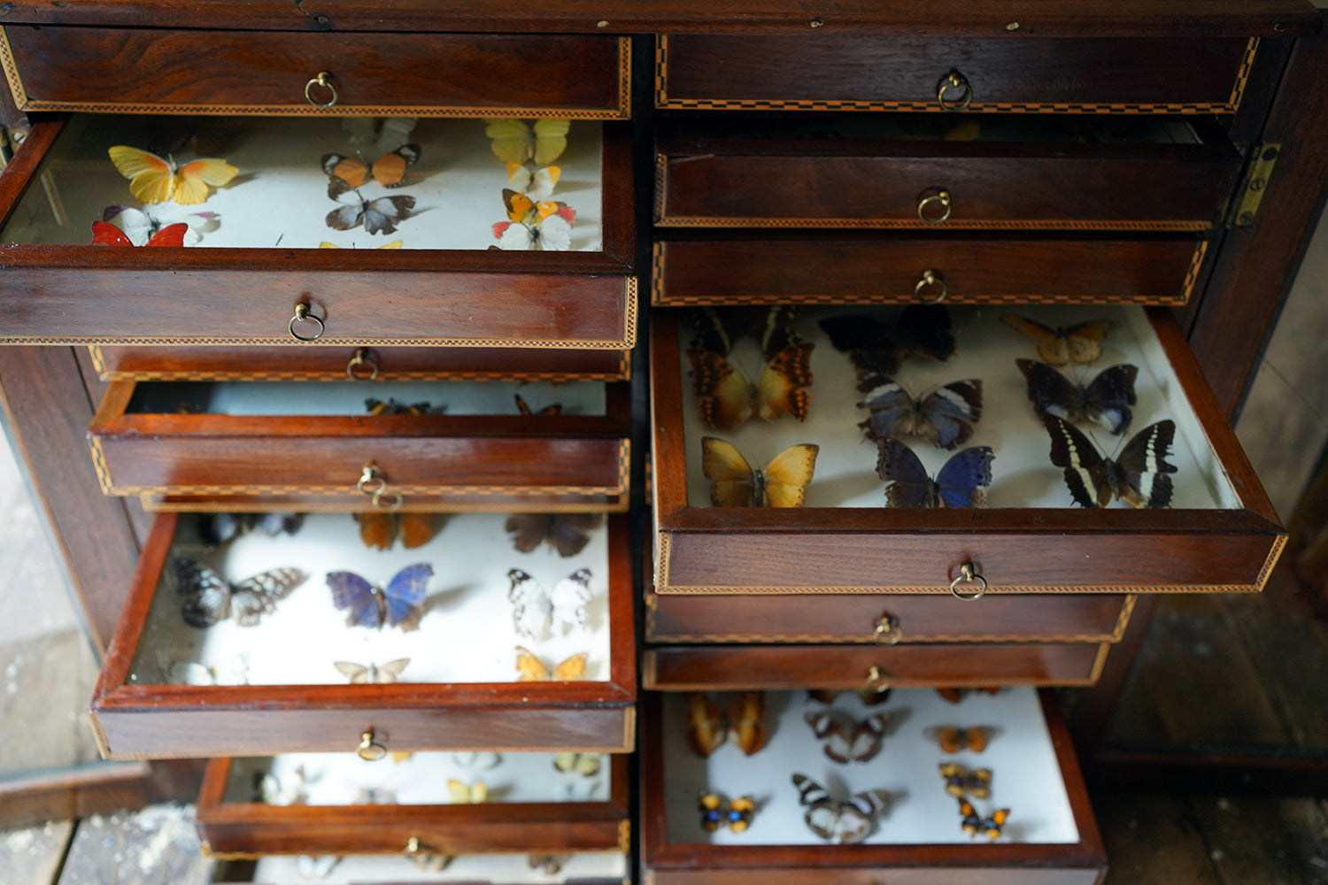 A Fine 24-Drawer Mahogany, Oak & Parquetry Inlaid Lepidopterist's Collector Cabinet c.1870
