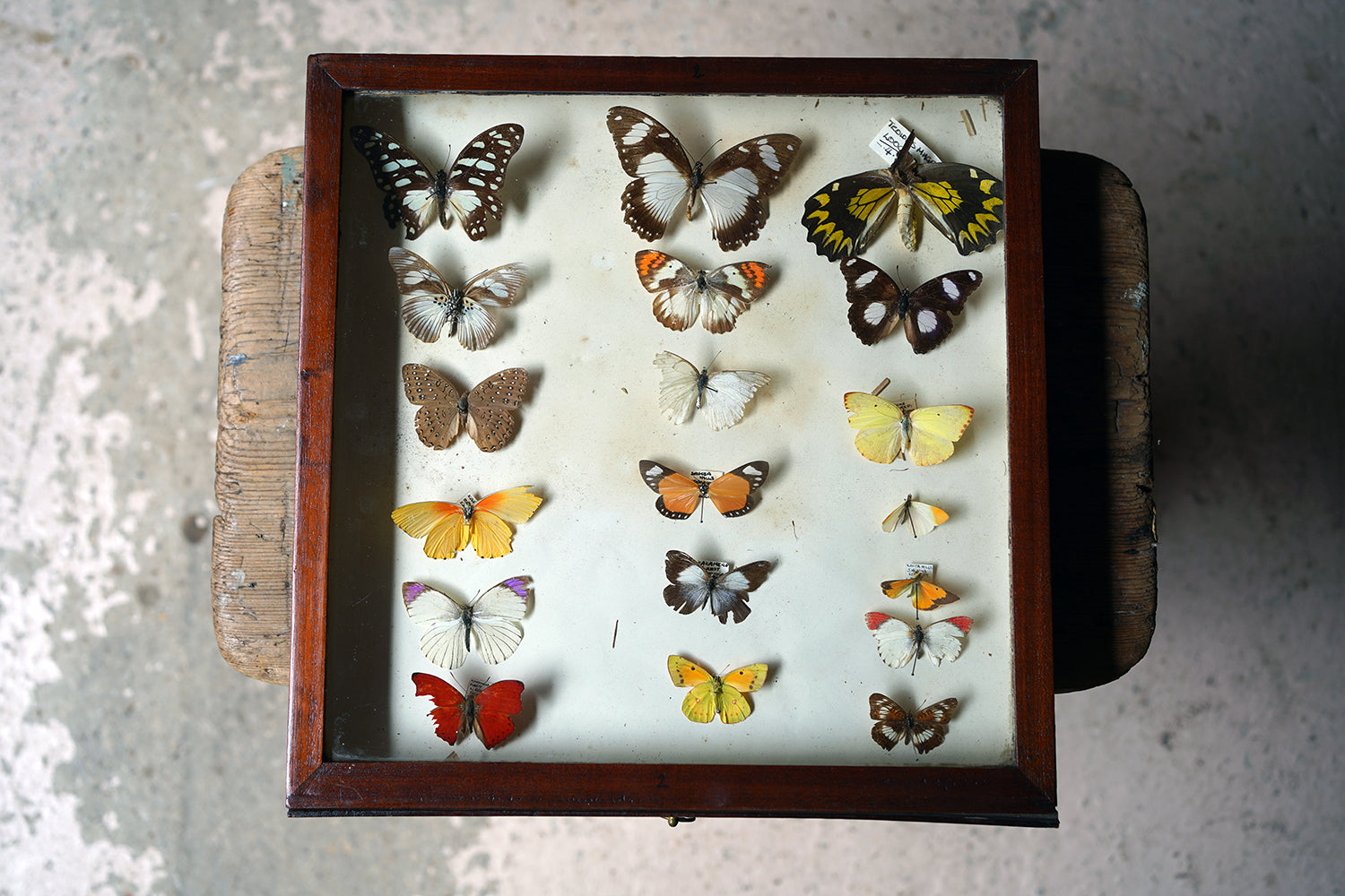 A Fine 24-Drawer Mahogany, Oak & Parquetry Inlaid Lepidopterist's Collector Cabinet c.1870