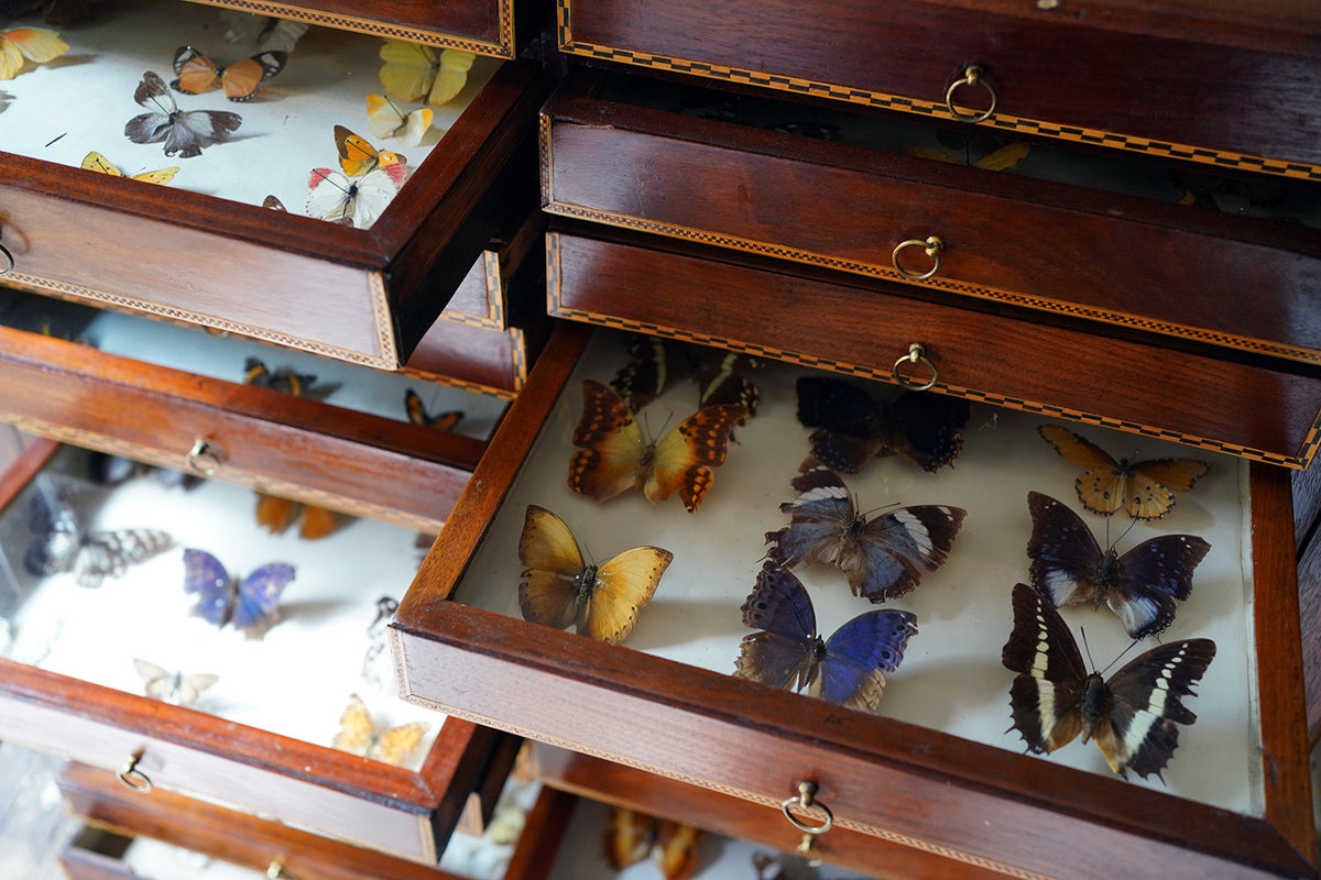 A Fine 24-Drawer Mahogany, Oak & Parquetry Inlaid Lepidopterist's Collector Cabinet c.1870
