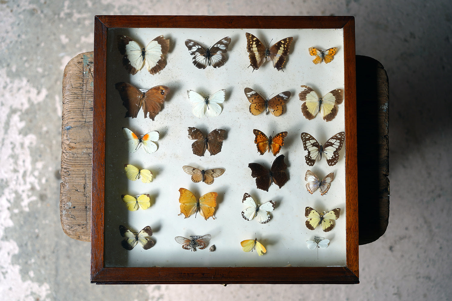 A Fine 24-Drawer Mahogany, Oak & Parquetry Inlaid Lepidopterist's Collector Cabinet c.1870