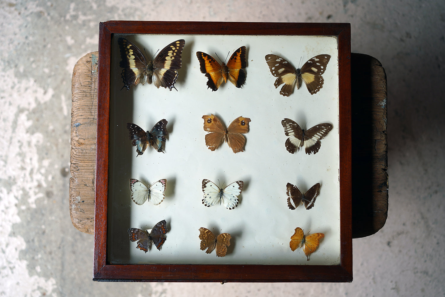A Fine 24-Drawer Mahogany, Oak & Parquetry Inlaid Lepidopterist's Collector Cabinet c.1870