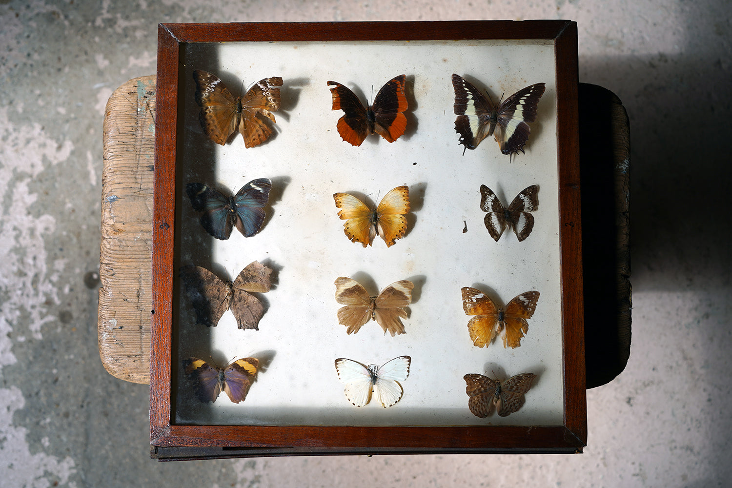 A Fine 24-Drawer Mahogany, Oak & Parquetry Inlaid Lepidopterist's Collector Cabinet c.1870