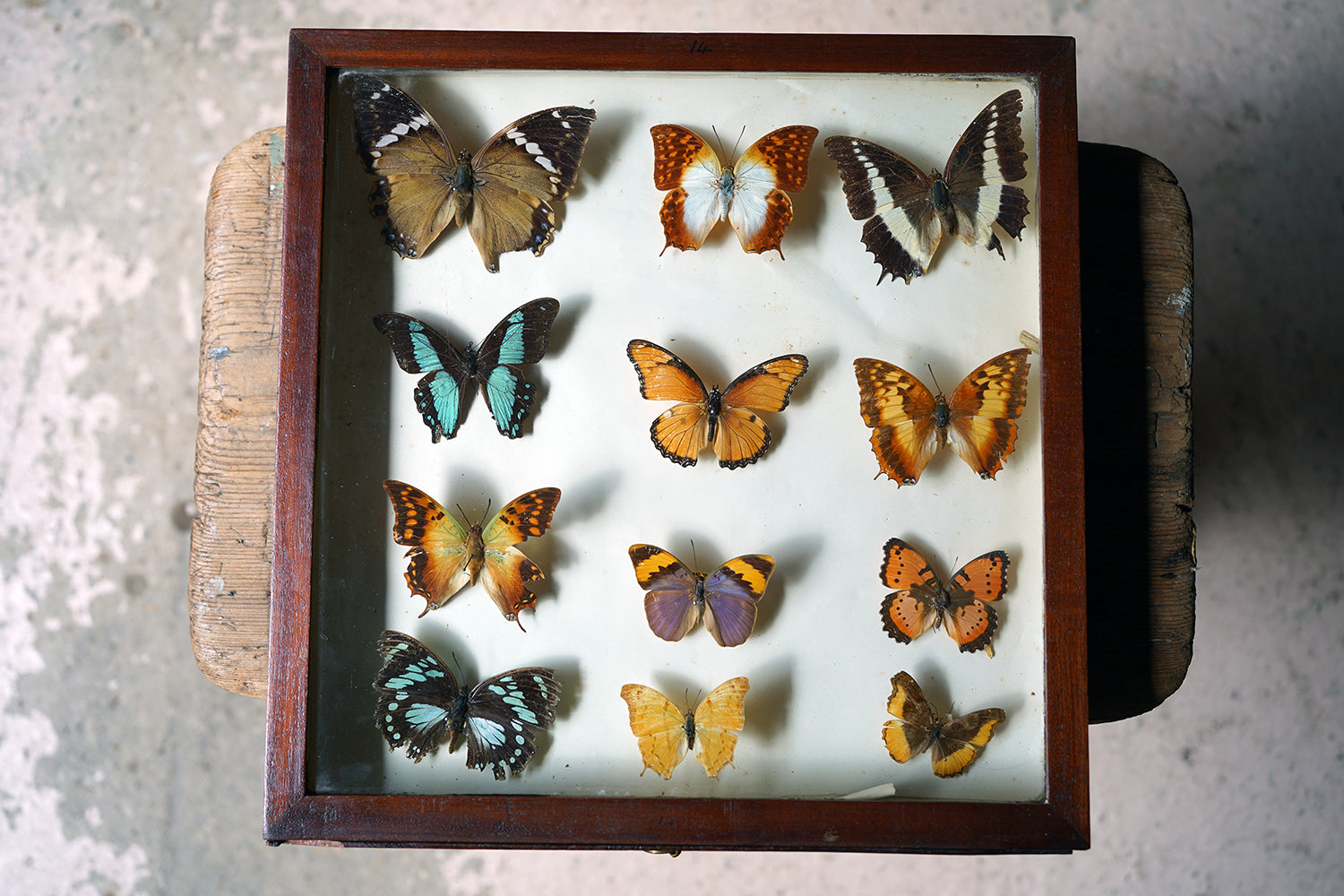 A Fine 24-Drawer Mahogany, Oak & Parquetry Inlaid Lepidopterist's Collector Cabinet c.1870