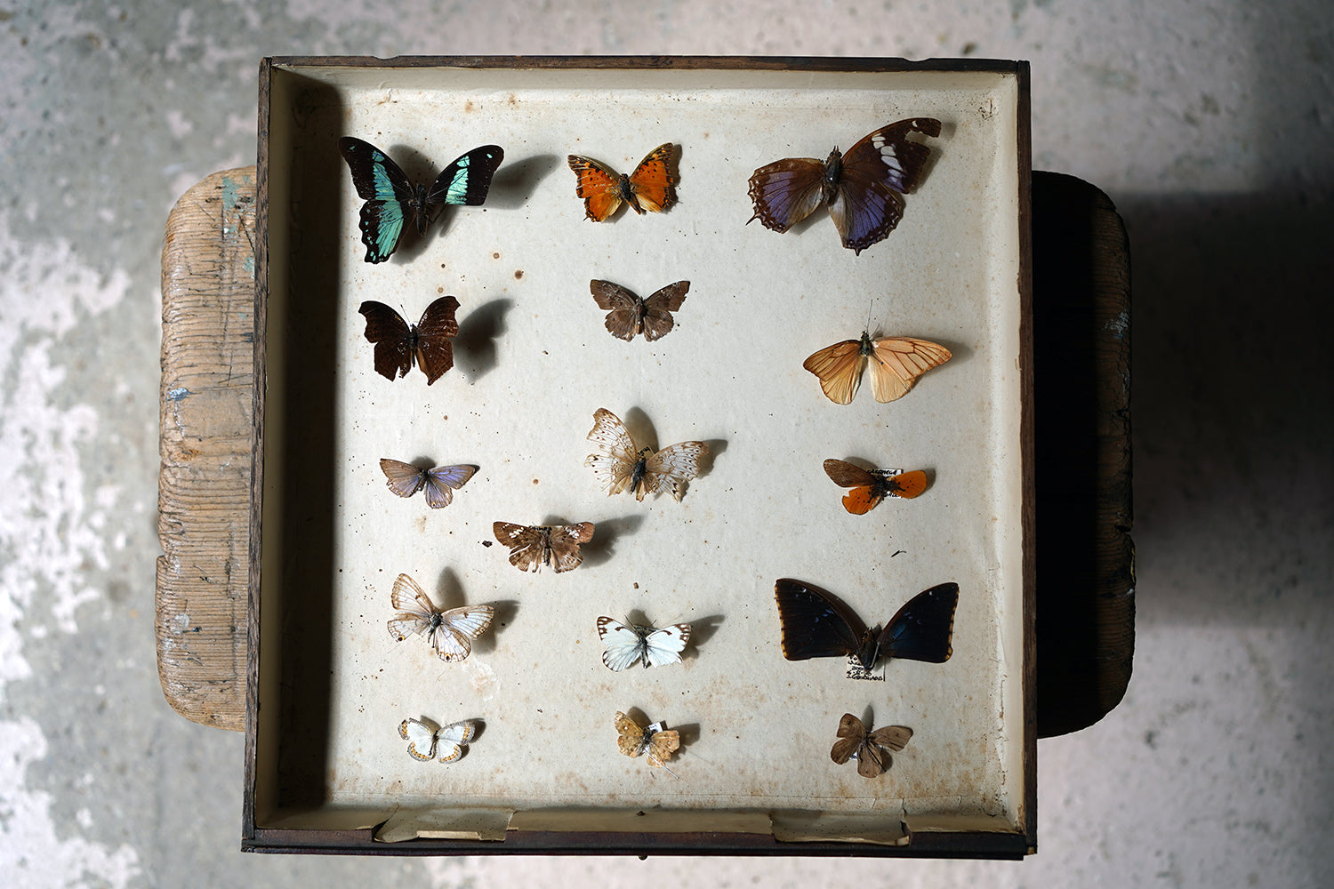 A Fine 24-Drawer Mahogany, Oak & Parquetry Inlaid Lepidopterist's Collector Cabinet c.1870