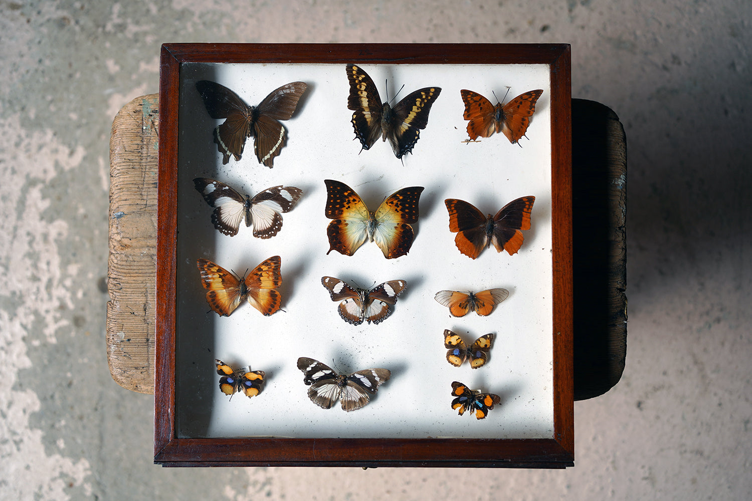 A Fine 24-Drawer Mahogany, Oak & Parquetry Inlaid Lepidopterist's Collector Cabinet c.1870
