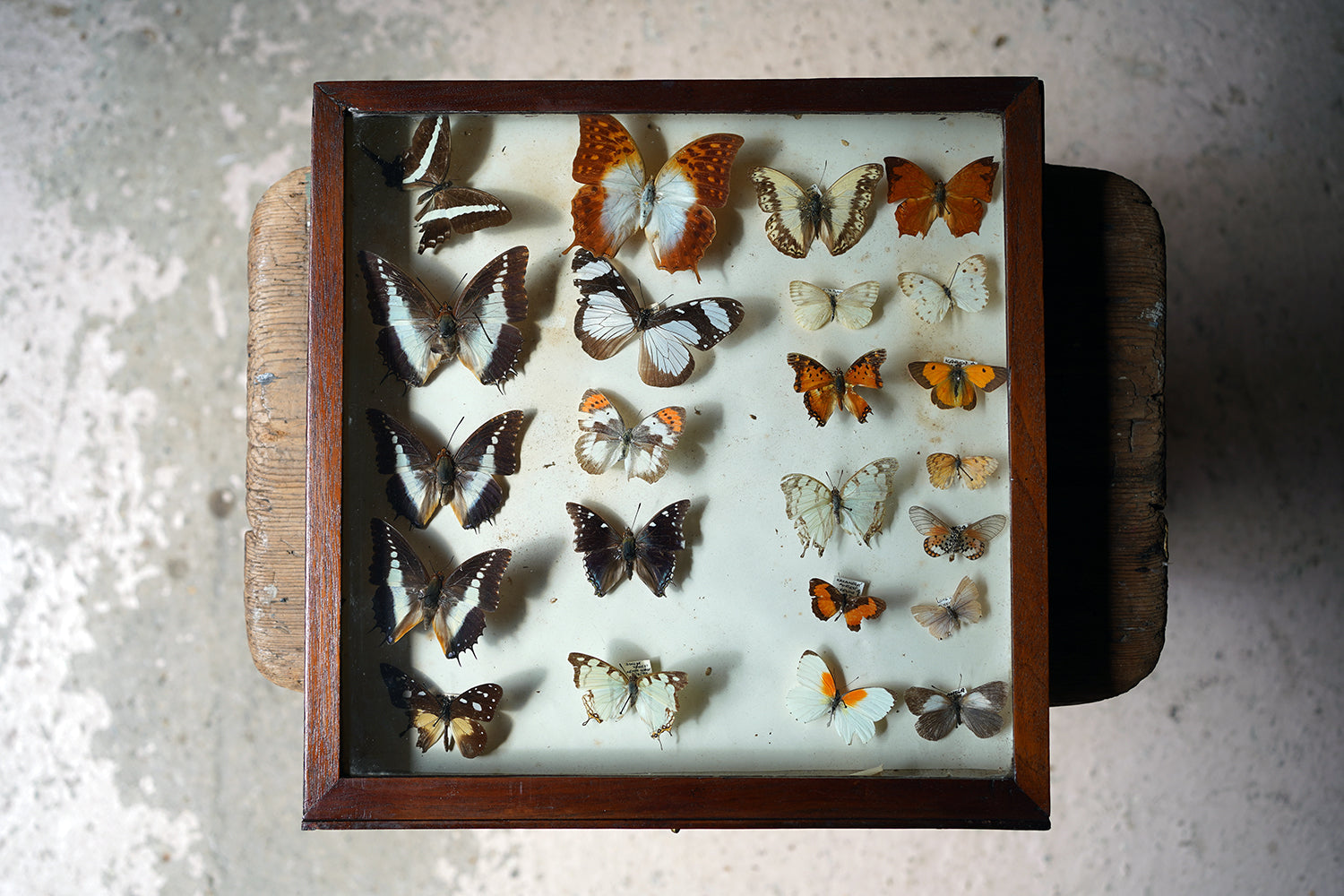 A Fine 24-Drawer Mahogany, Oak & Parquetry Inlaid Lepidopterist's Collector Cabinet c.1870