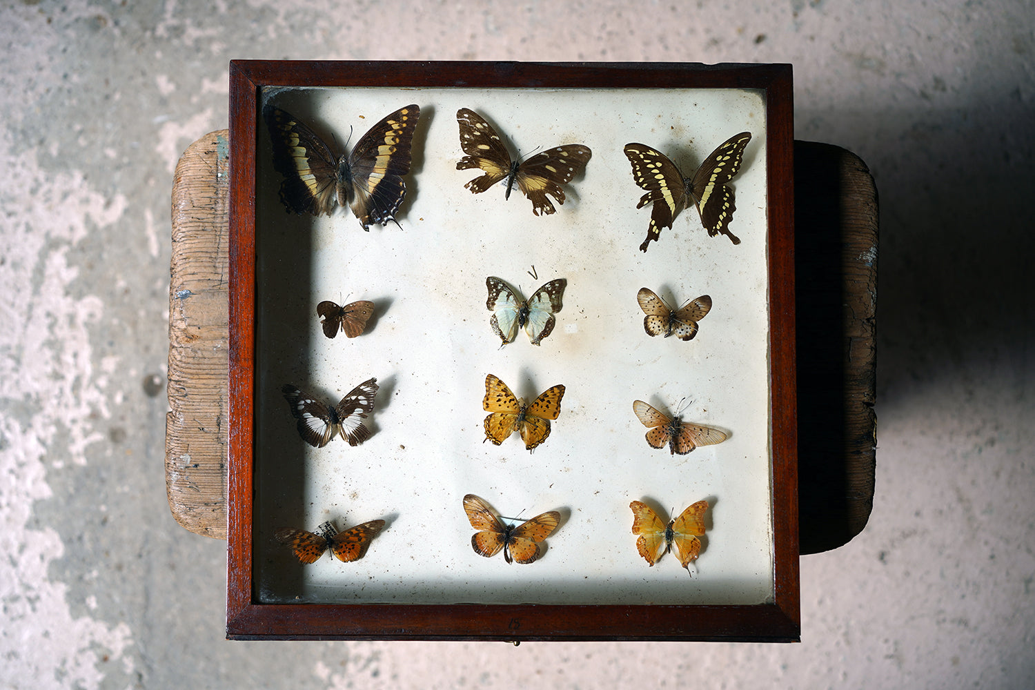 A Fine 24-Drawer Mahogany, Oak & Parquetry Inlaid Lepidopterist's Collector Cabinet c.1870