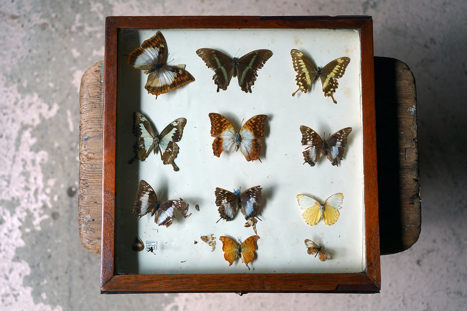A Fine 24-Drawer Mahogany, Oak & Parquetry Inlaid Lepidopterist's Collector Cabinet c.1870