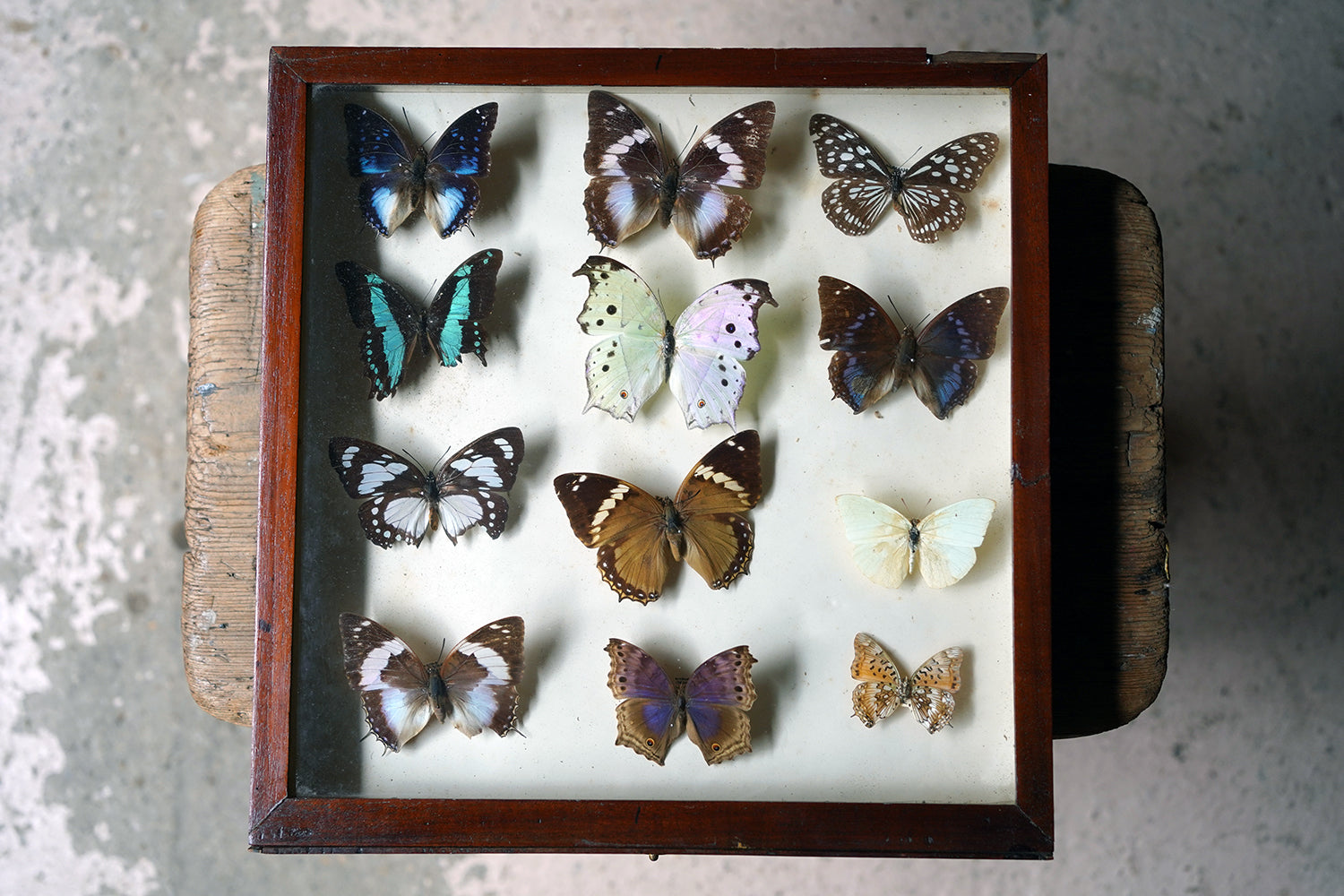 A Fine 24-Drawer Mahogany, Oak & Parquetry Inlaid Lepidopterist's Collector Cabinet c.1870