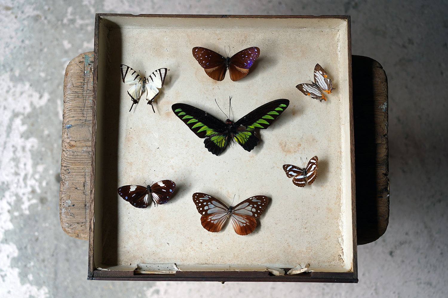 A Fine 24-Drawer Mahogany, Oak & Parquetry Inlaid Lepidopterist's Collector Cabinet c.1870