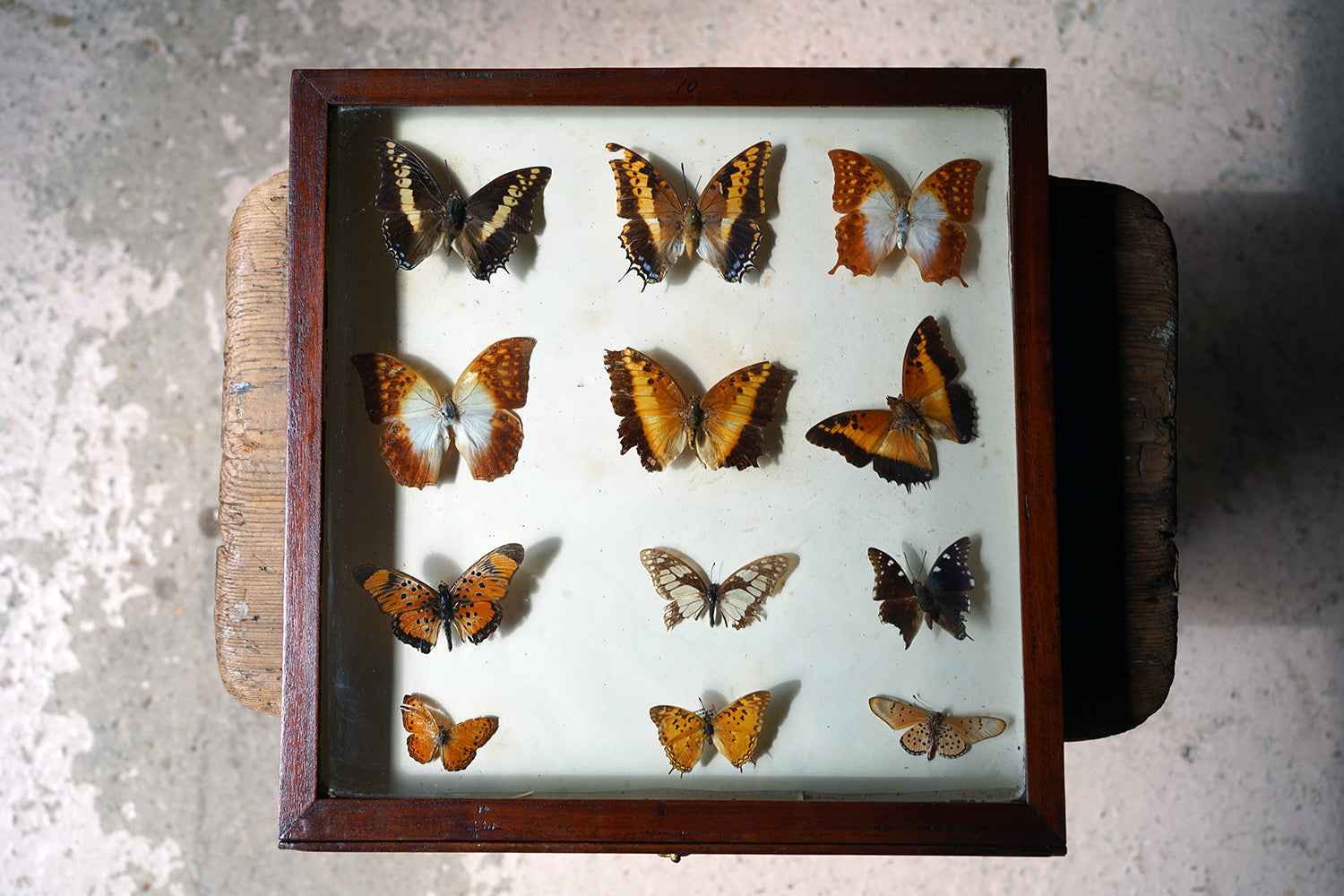 A Fine 24-Drawer Mahogany, Oak & Parquetry Inlaid Lepidopterist's Collector Cabinet c.1870