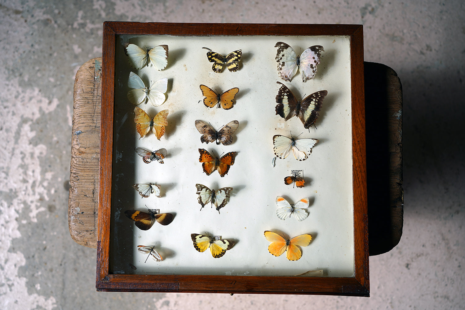 A Fine 24-Drawer Mahogany, Oak & Parquetry Inlaid Lepidopterist's Collector Cabinet c.1870
