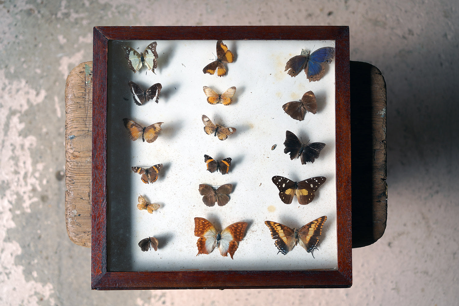 A Fine 24-Drawer Mahogany, Oak & Parquetry Inlaid Lepidopterist's Collector Cabinet c.1870