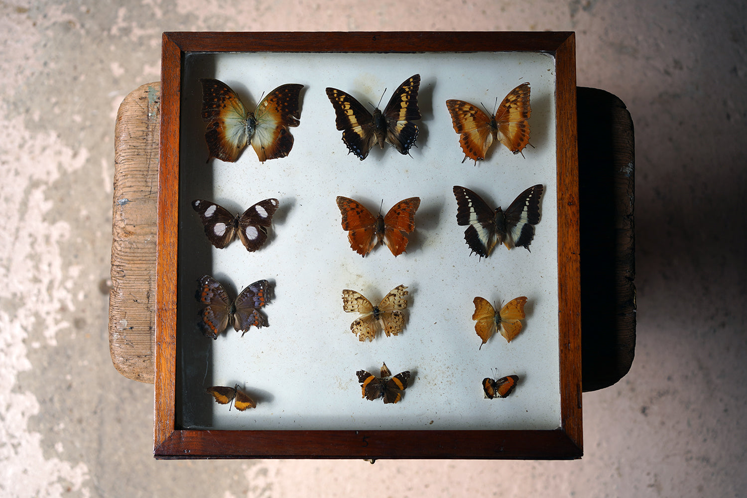 A Fine 24-Drawer Mahogany, Oak & Parquetry Inlaid Lepidopterist's Collector Cabinet c.1870