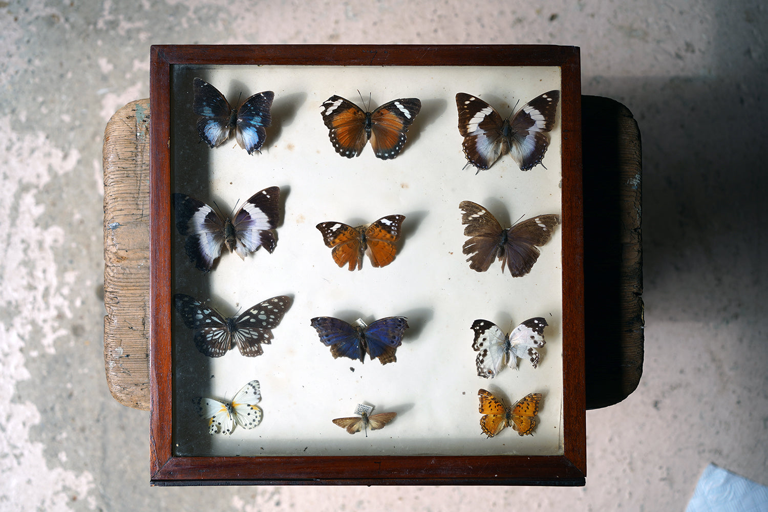 A Fine 24-Drawer Mahogany, Oak & Parquetry Inlaid Lepidopterist's Collector Cabinet c.1870