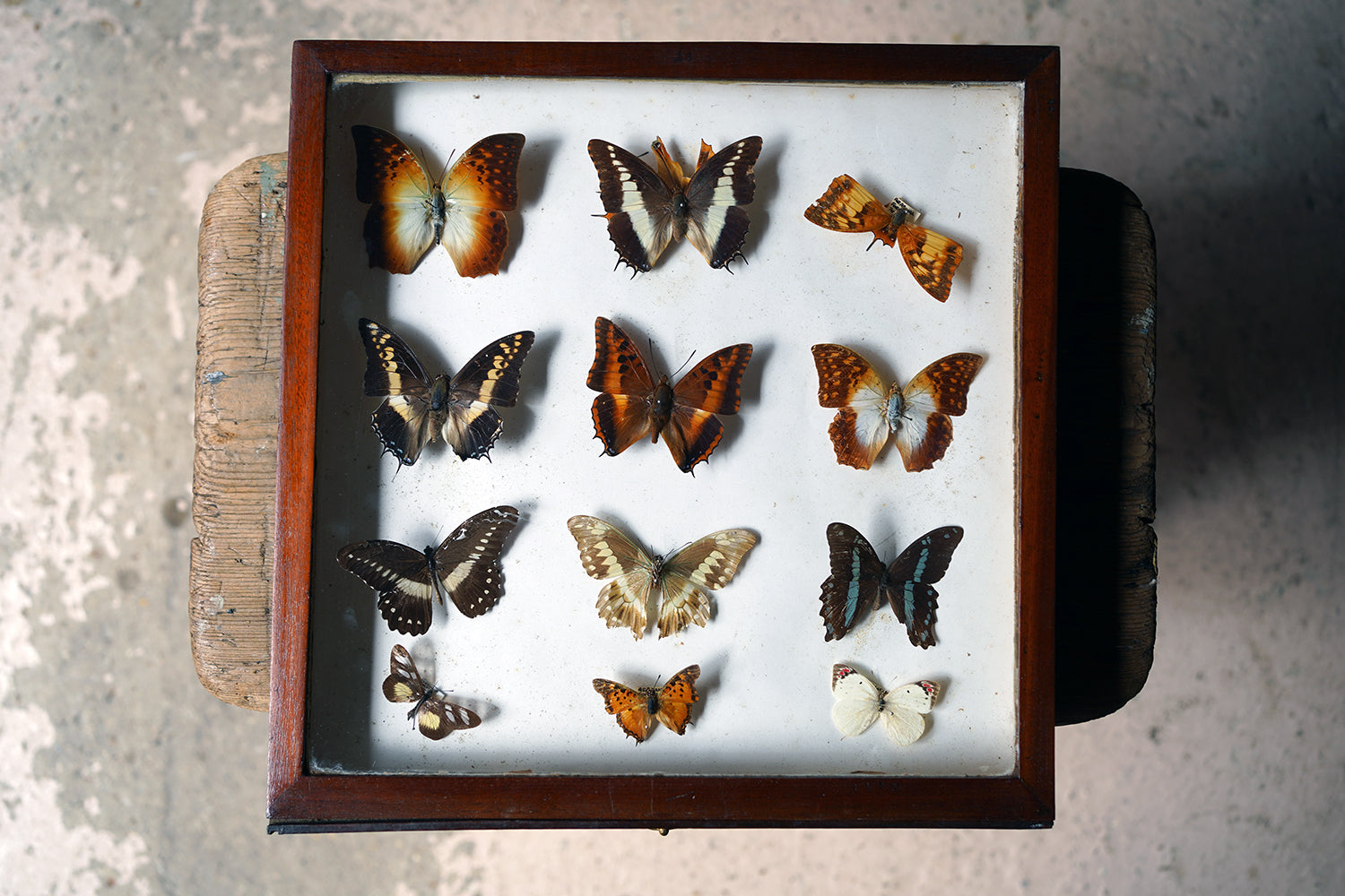 A Fine 24-Drawer Mahogany, Oak & Parquetry Inlaid Lepidopterist's Collector Cabinet c.1870