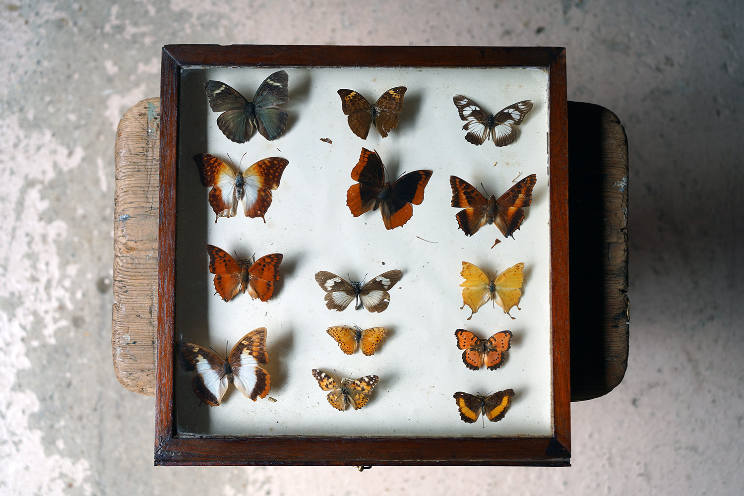 A Fine 24-Drawer Mahogany, Oak & Parquetry Inlaid Lepidopterist's Collector Cabinet c.1870