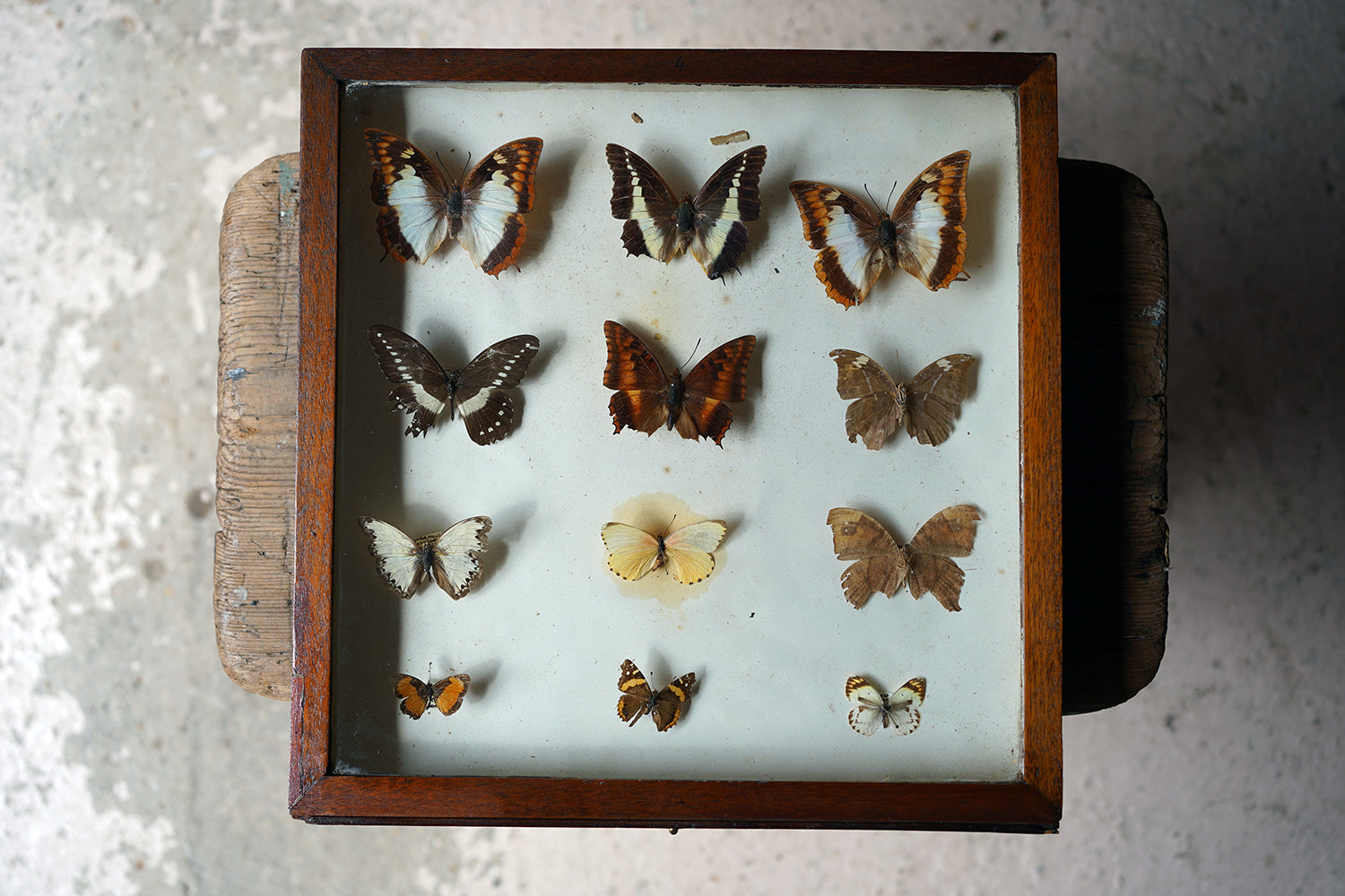 A Fine 24-Drawer Mahogany, Oak & Parquetry Inlaid Lepidopterist's Collector Cabinet c.1870