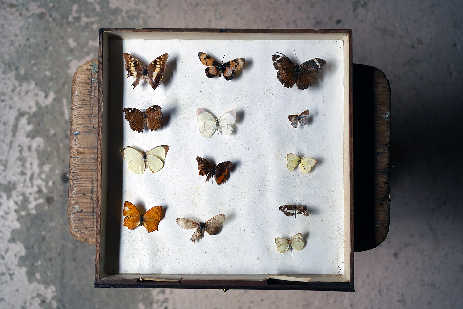 A Fine 24-Drawer Mahogany, Oak & Parquetry Inlaid Lepidopterist's Collector Cabinet c.1870