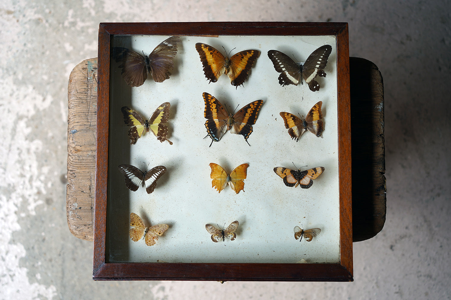 A Fine 24-Drawer Mahogany, Oak & Parquetry Inlaid Lepidopterist's Collector Cabinet c.1870