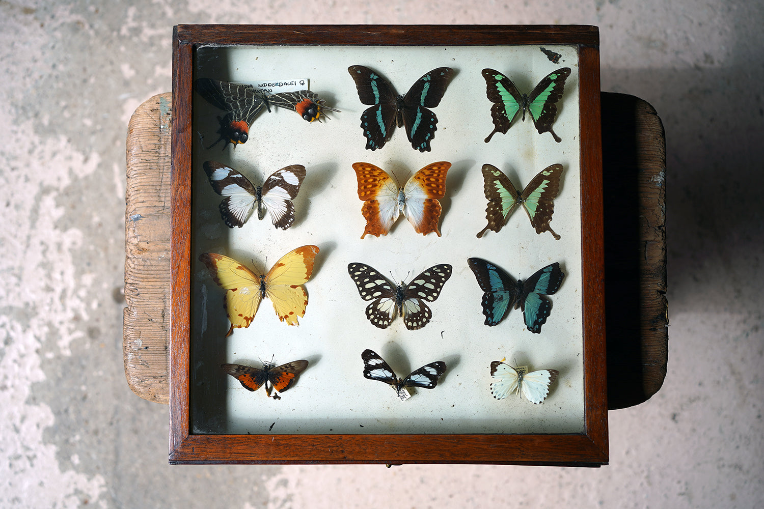 A Fine 24-Drawer Mahogany, Oak & Parquetry Inlaid Lepidopterist's Collector Cabinet c.1870