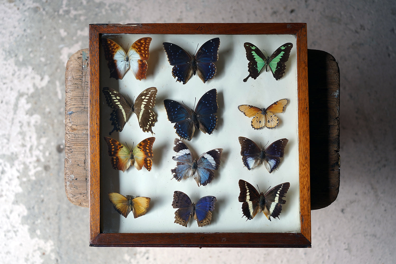 A Fine 24-Drawer Mahogany, Oak & Parquetry Inlaid Lepidopterist's Collector Cabinet c.1870