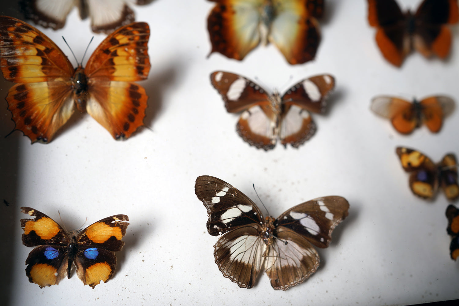 A Fine 24-Drawer Mahogany, Oak & Parquetry Inlaid Lepidopterist's Collector Cabinet c.1870
