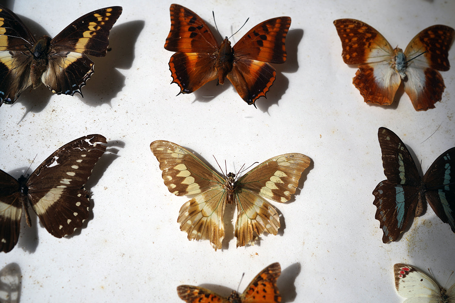 A Fine 24-Drawer Mahogany, Oak & Parquetry Inlaid Lepidopterist's Collector Cabinet c.1870