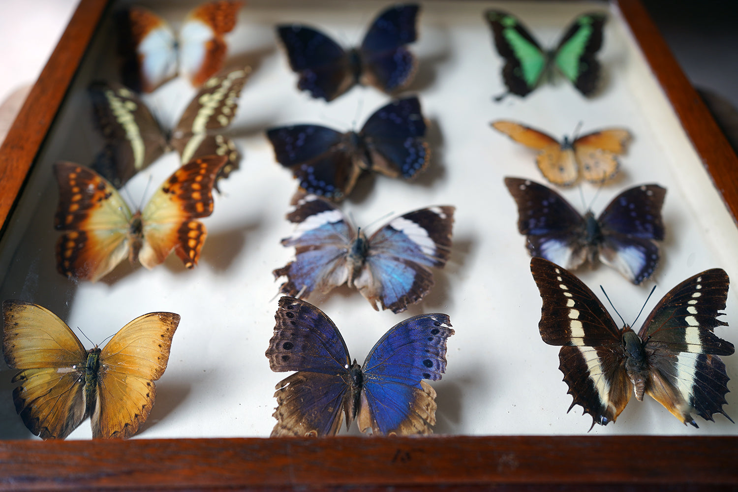 A Fine 24-Drawer Mahogany, Oak & Parquetry Inlaid Lepidopterist's Collector Cabinet c.1870