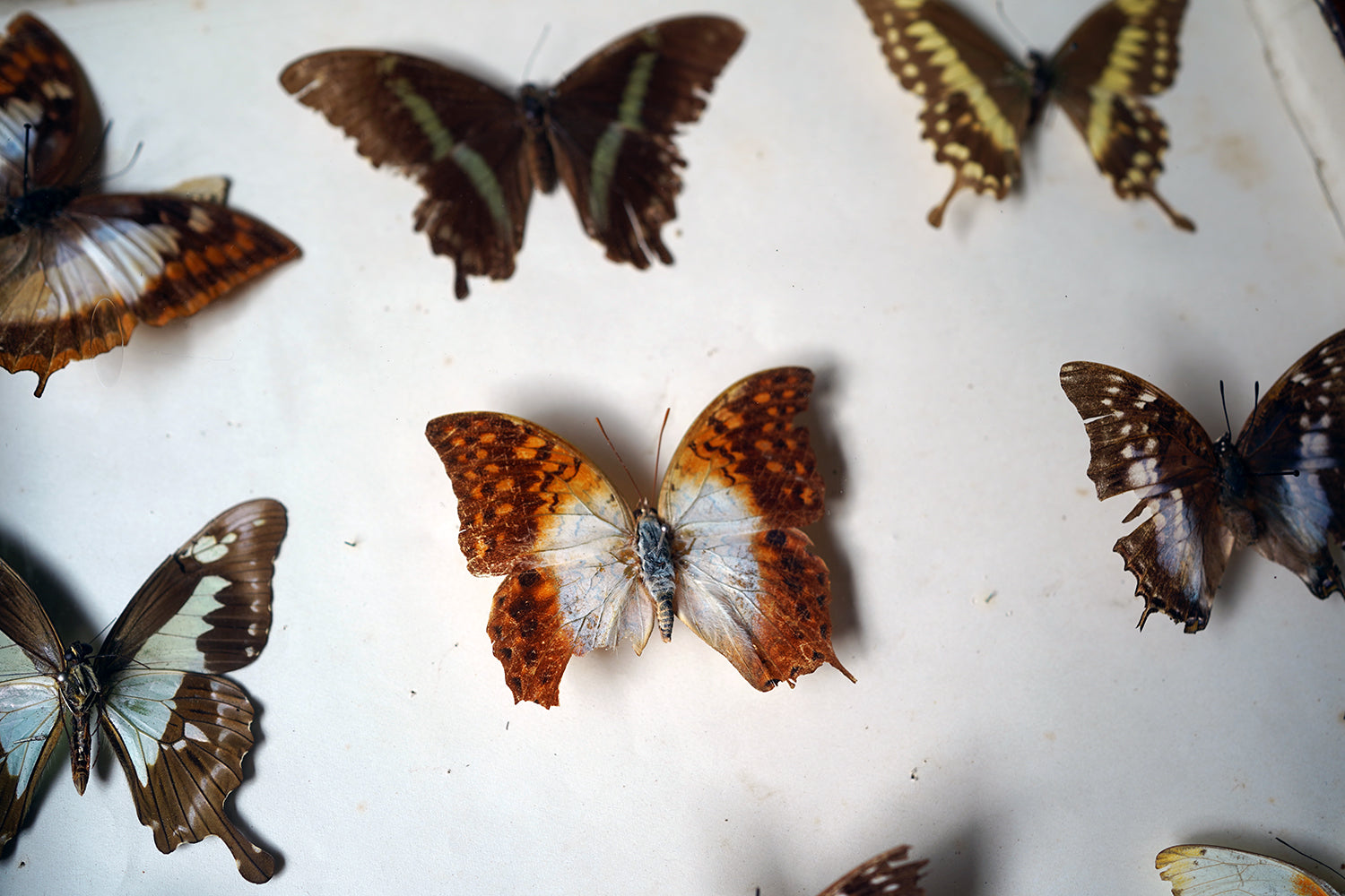 A Fine 24-Drawer Mahogany, Oak & Parquetry Inlaid Lepidopterist's Collector Cabinet c.1870