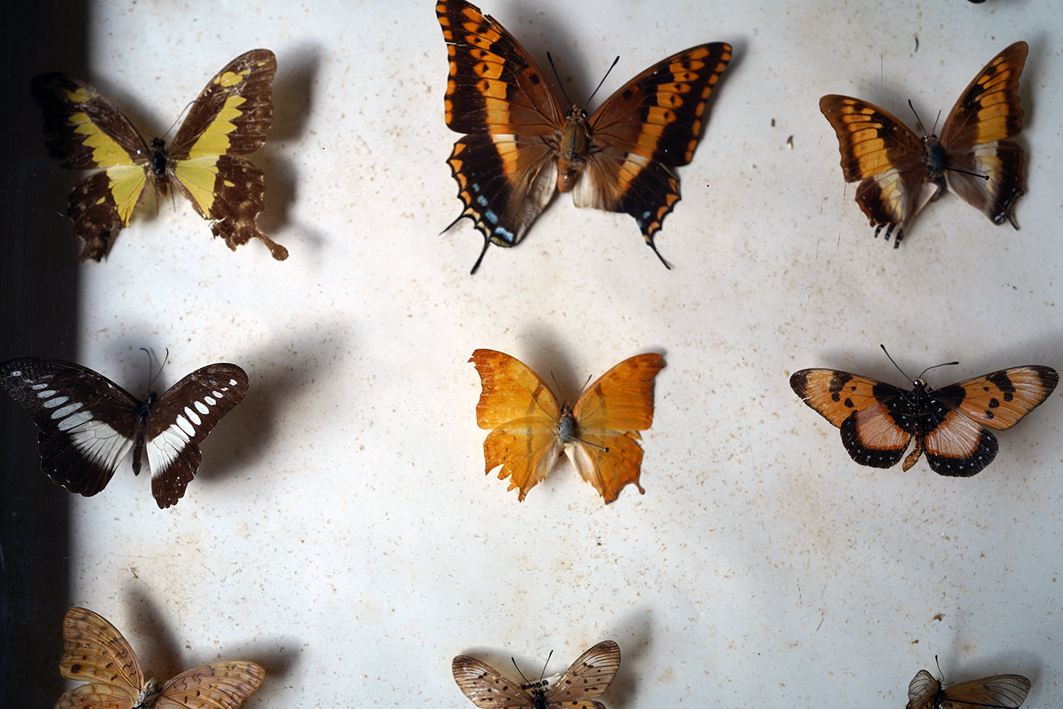 A Fine 24-Drawer Mahogany, Oak & Parquetry Inlaid Lepidopterist's Collector Cabinet c.1870