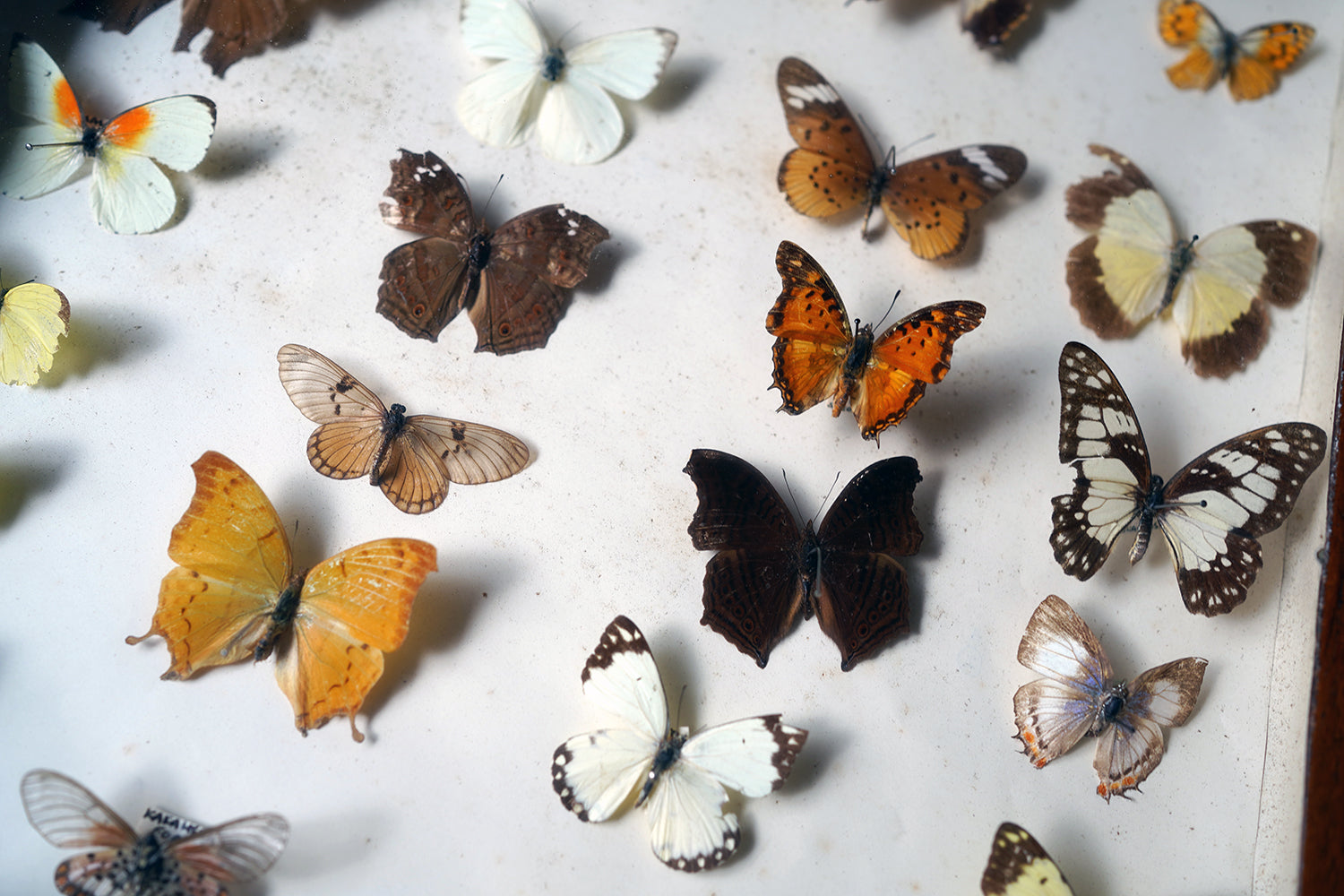 A Fine 24-Drawer Mahogany, Oak & Parquetry Inlaid Lepidopterist's Collector Cabinet c.1870