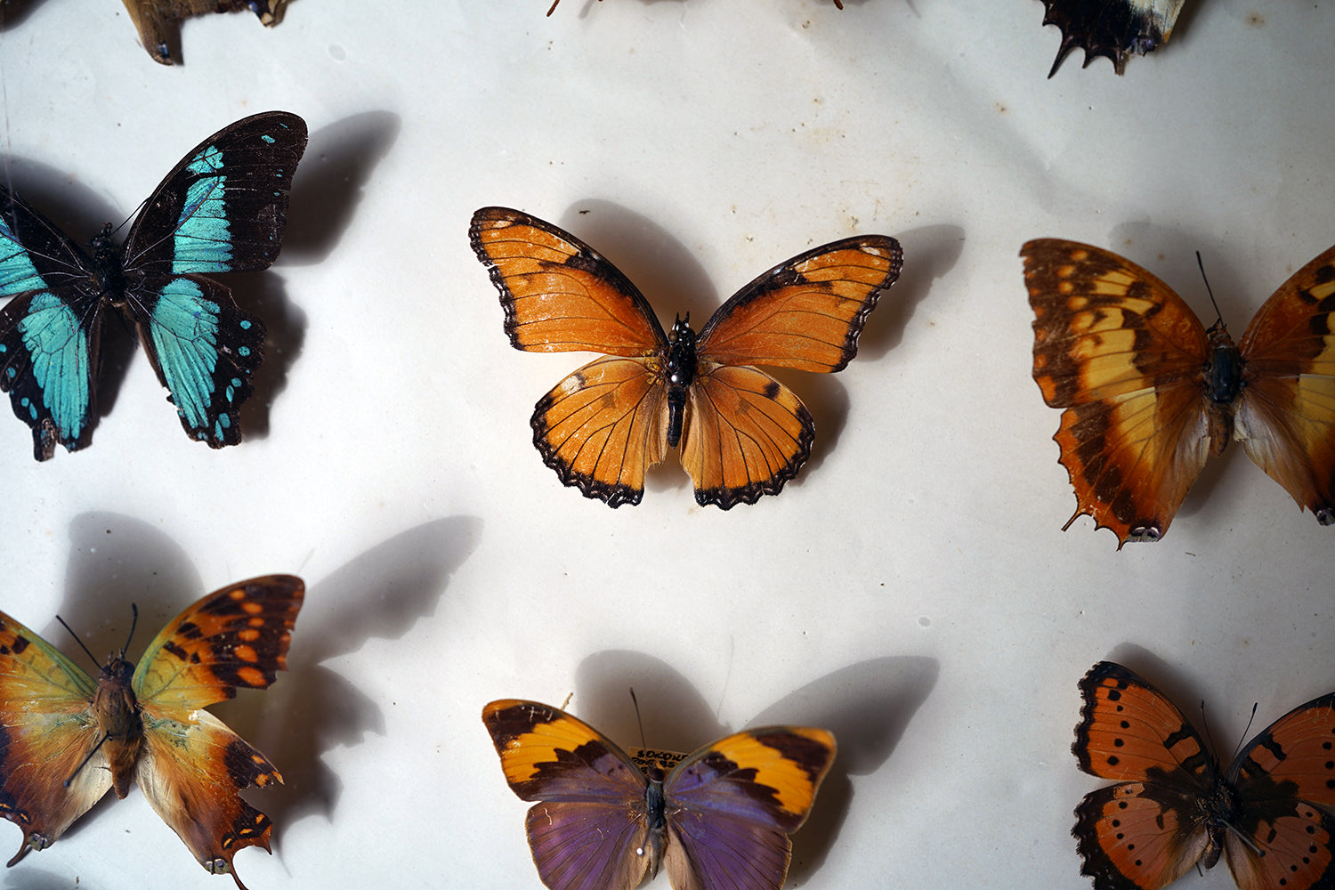A Fine 24-Drawer Mahogany, Oak & Parquetry Inlaid Lepidopterist's Collector Cabinet c.1870