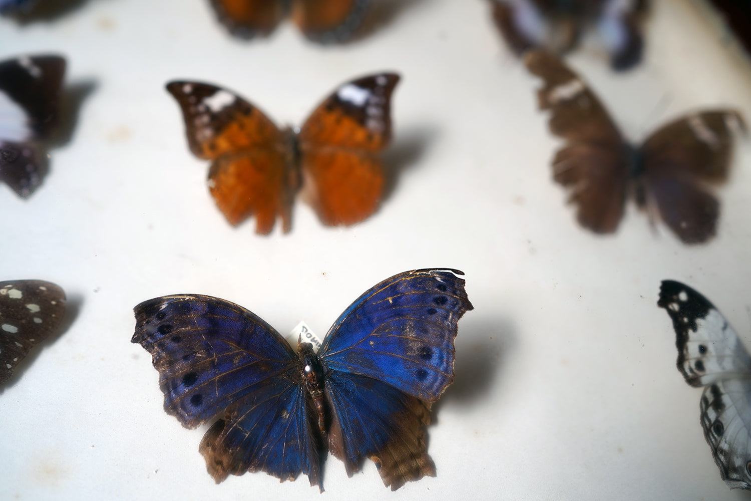 A Fine 24-Drawer Mahogany, Oak & Parquetry Inlaid Lepidopterist's Collector Cabinet c.1870