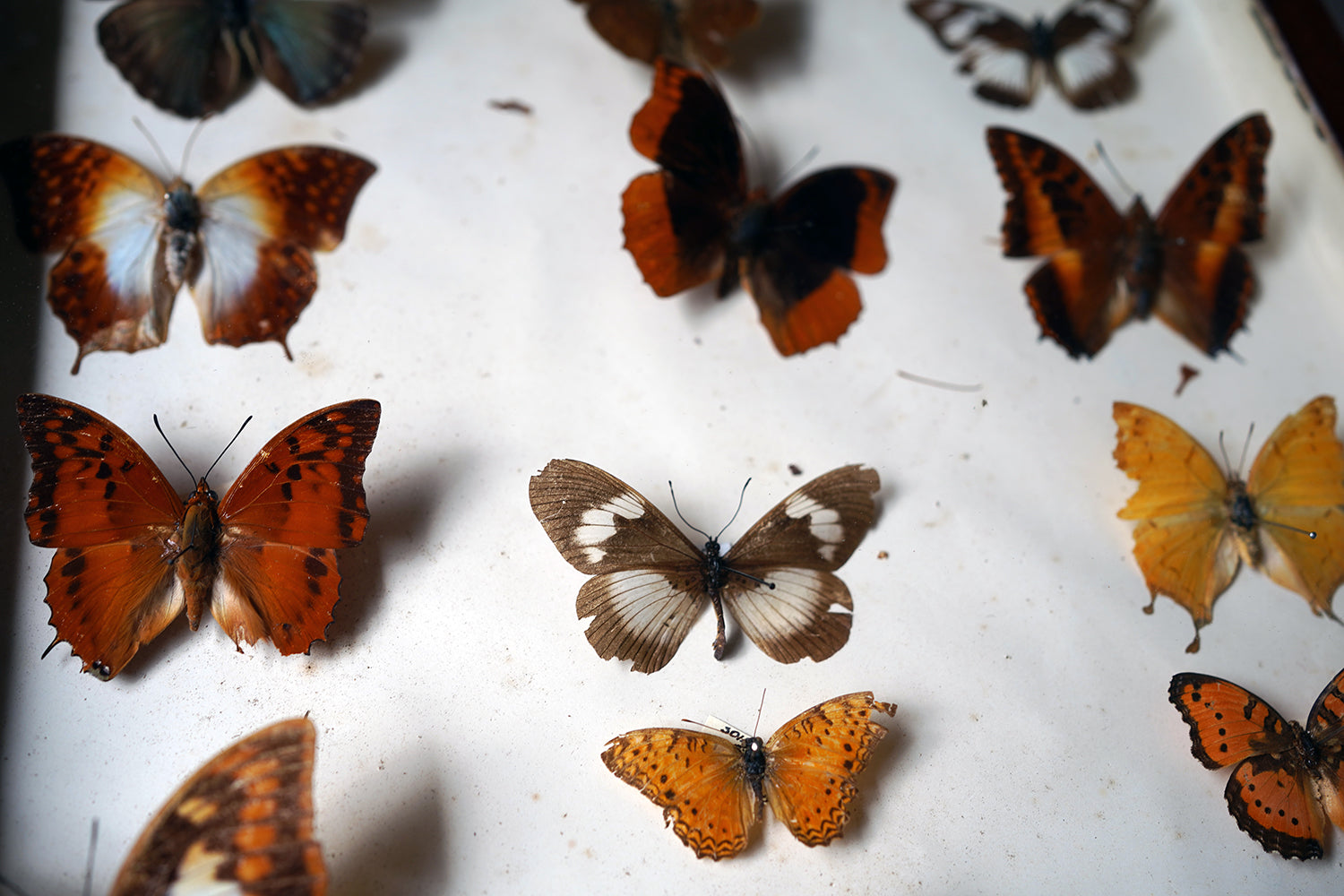A Fine 24-Drawer Mahogany, Oak & Parquetry Inlaid Lepidopterist's Collector Cabinet c.1870