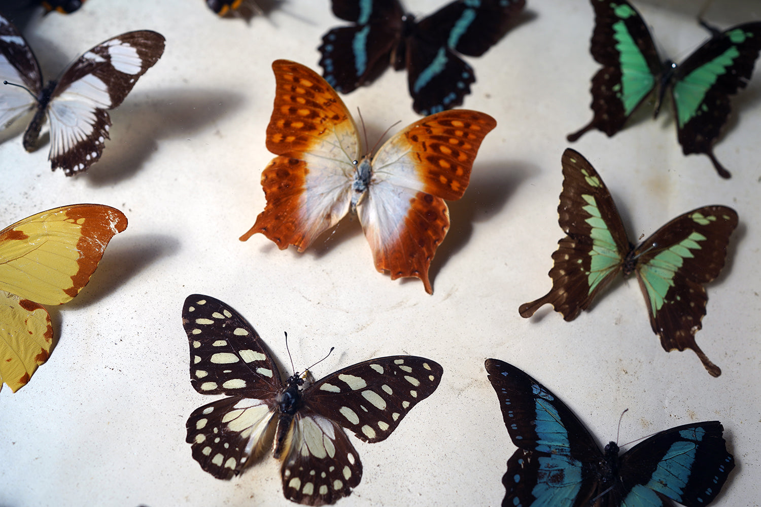 A Fine 24-Drawer Mahogany, Oak & Parquetry Inlaid Lepidopterist's Collector Cabinet c.1870
