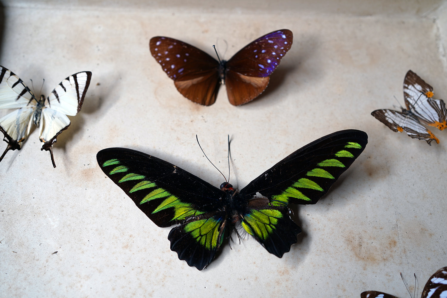 A Fine 24-Drawer Mahogany, Oak & Parquetry Inlaid Lepidopterist's Collector Cabinet c.1870