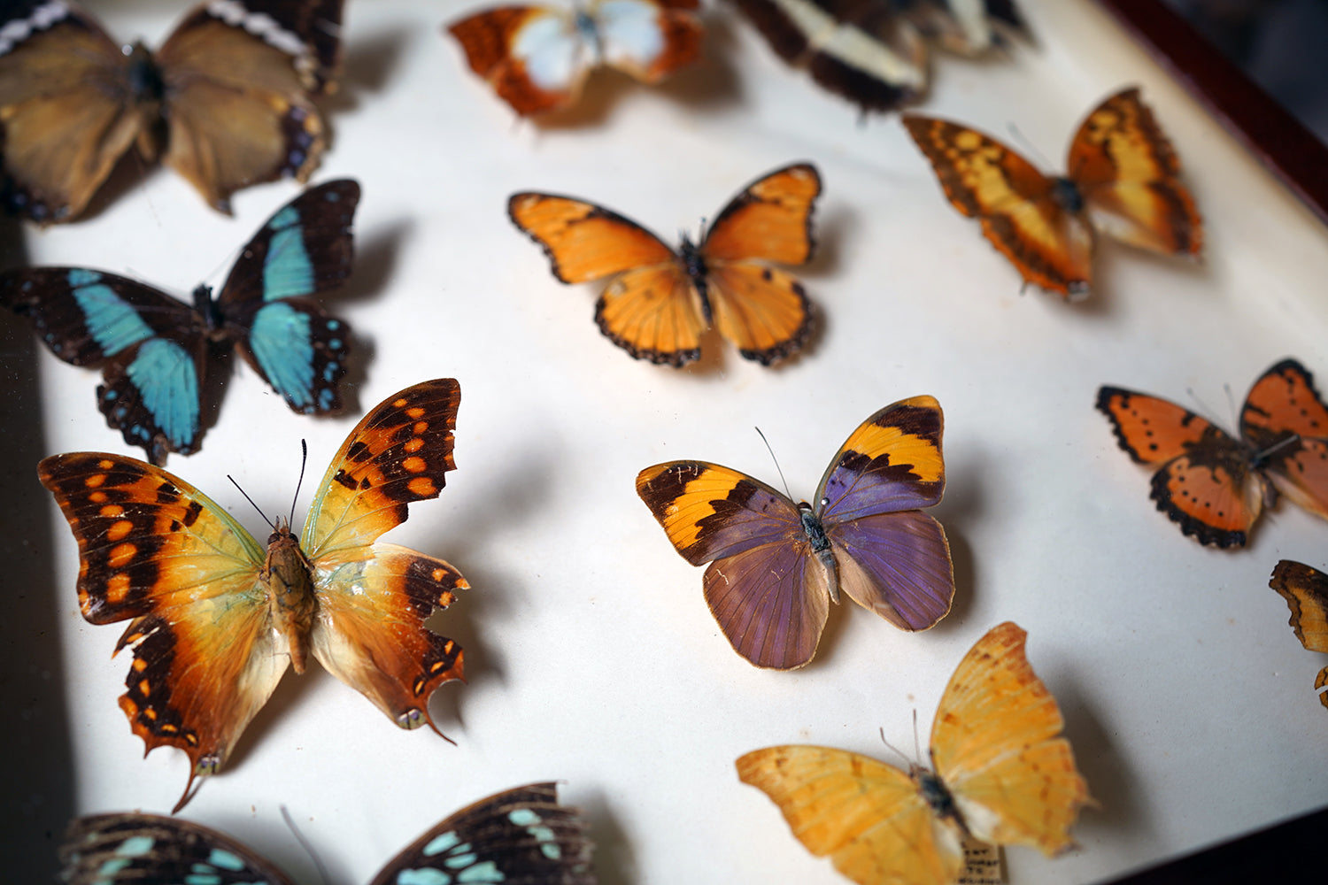 A Fine 24-Drawer Mahogany, Oak & Parquetry Inlaid Lepidopterist's Collector Cabinet c.1870